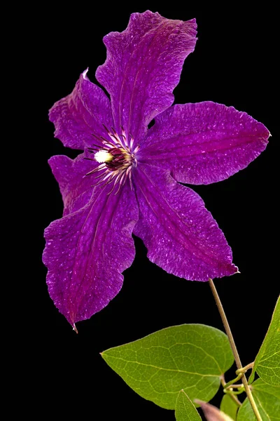 Purple Clematis Flower Isolated Black Background — Stock Photo, Image
