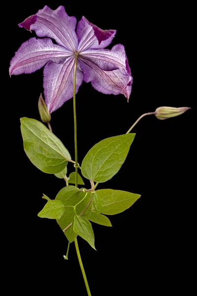 Viola Clematide Fiore Isolato Sfondo Nero — Foto Stock