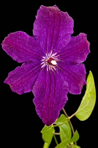 Mor Klematis Çiçeği Siyah Arkaplanda Izole — Stok fotoğraf