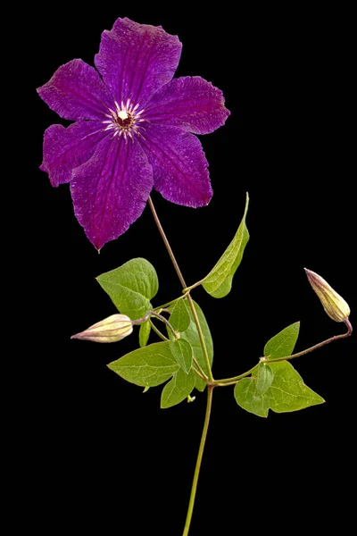 Flor Clematis Púrpura Aislada Sobre Fondo Negro — Foto de Stock