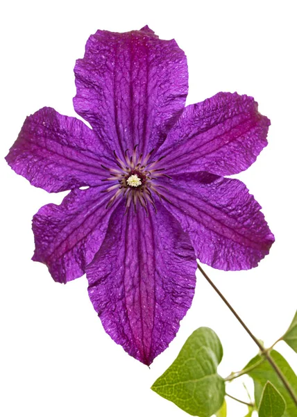 Flor Clematis Púrpura Aislada Sobre Fondo Blanco — Foto de Stock