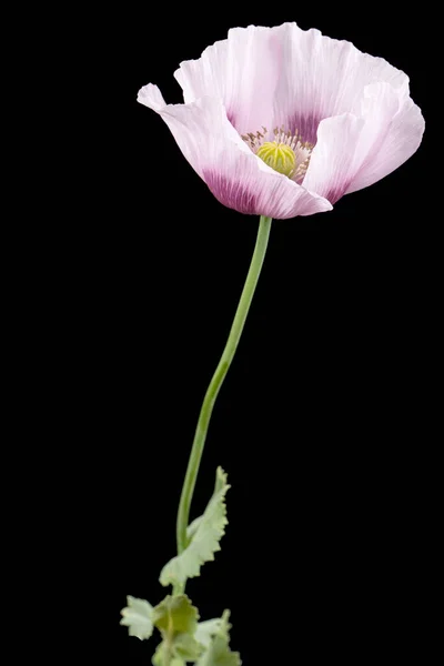 Λουλούδι Από Ανοιχτό Μωβ Παπαρούνα Απομονωμένο Μαύρο Φόντο — Φωτογραφία Αρχείου