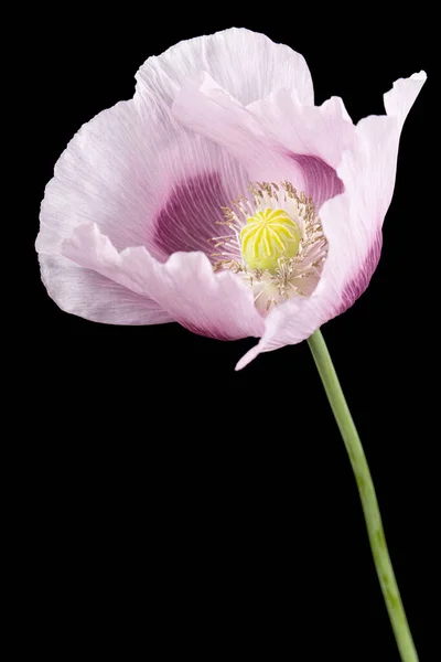 Bloem Van Licht Paars Papaver Geïsoleerd Zwarte Achtergrond — Stockfoto