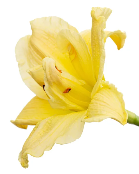 白地に孤立した百合 百合の花の黄色の花 — ストック写真