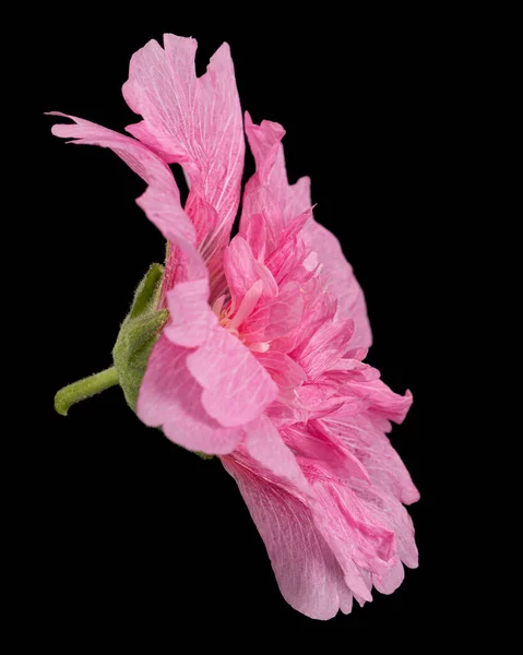 Różowy Kwiat Malwy Izolowany Czarnym Tle — Zdjęcie stockowe