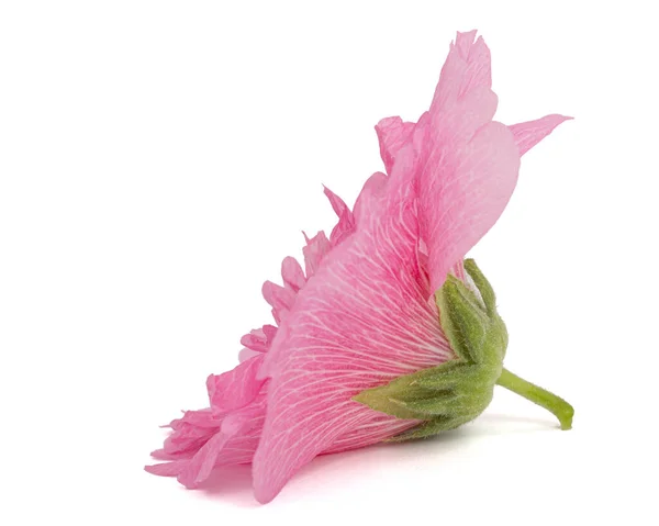 Roze Bloem Van Kaasjeskruid Geïsoleerd Witte Achtergrond — Stockfoto