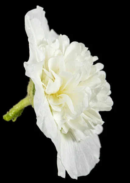 Weiße Malvenblüte Isoliert Auf Schwarzem Hintergrund — Stockfoto