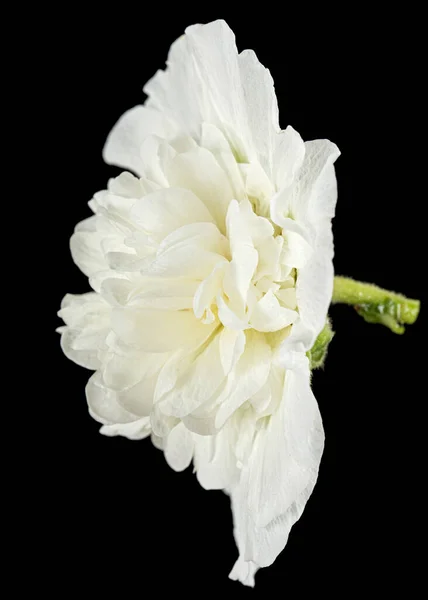 Weiße Malvenblüte Isoliert Auf Schwarzem Hintergrund — Stockfoto