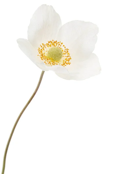 Flor Branca Anêmona Isolada Sobre Fundo Branco — Fotografia de Stock