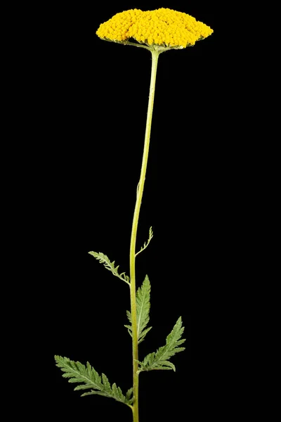 Fleurs Jaunes Achillée Lat Achillea Millefolium Isolé Sur Fond Noir — Photo