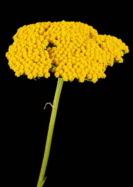 Flores Amarillas Milenrama Lat Achillea Millefolium Aislada Sobre Fondo Negro — Foto de Stock