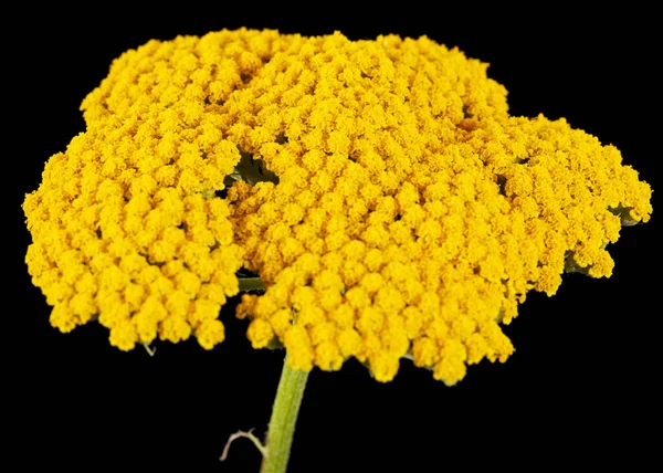 Fiori Gialli Achillea Lat Achillea Millefolium Isolata Fondo Nero — Foto Stock