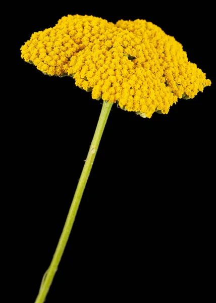 Flores Amarillas Milenrama Lat Achillea Millefolium Aislada Sobre Fondo Negro — Foto de Stock