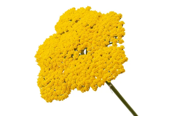 Fleurs Jaunes Achillée Lat Achillea Millefolium Isolé Sur Fond Blanc — Photo