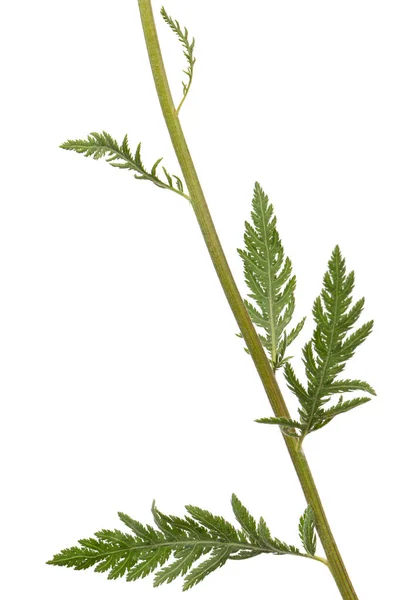 Folhas Verdes Yarrow Lat Achillea Millefolium Isolado Sobre Fundo Branco — Fotografia de Stock