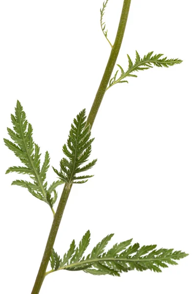 Frunze Verzi Săgeată Lat Ahillea Millefolium Izolat Fundal Alb — Fotografie, imagine de stoc