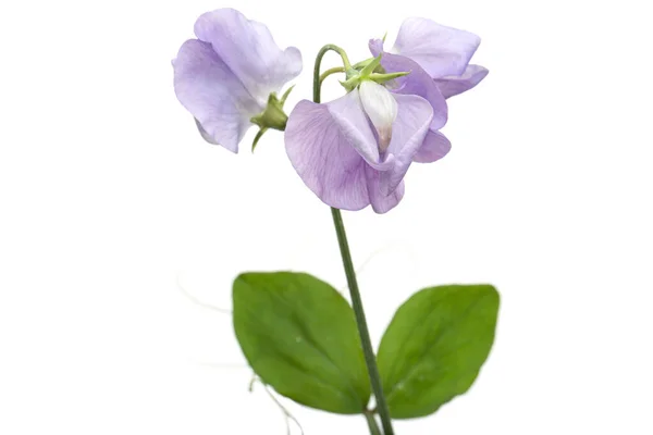 Květiny Sladkého Hrášku Izolované Bílém Pozadí — Stock fotografie