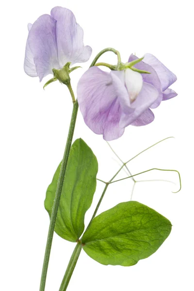 Квіти Солодкого Гороху Ізольовані Білому Тлі — стокове фото