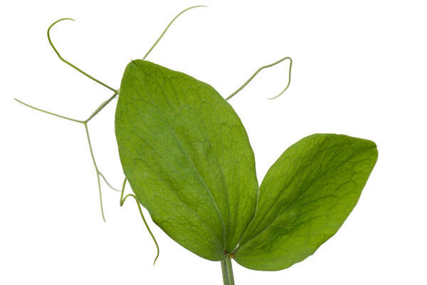Stem and leaf of sweet pea, isolated on white background