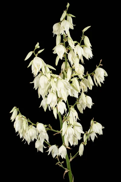 Flores Brancas Mandioca Isoladas Sobre Fundo Preto — Fotografia de Stock
