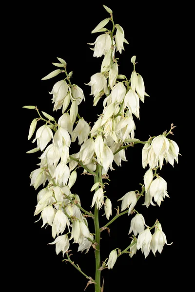 Білі Квіти Юки Ізольовані Чорному Тлі — стокове фото