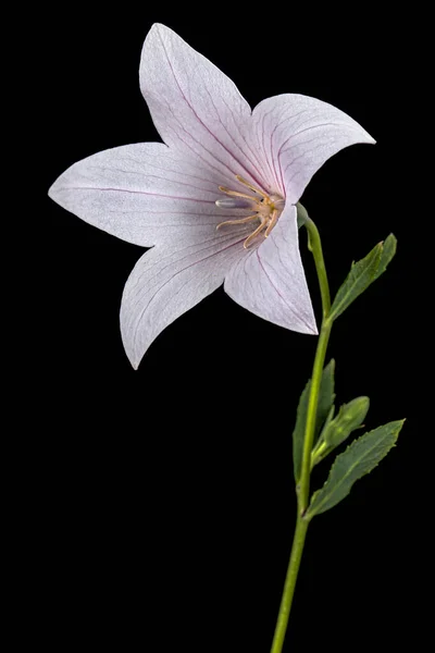 Flor Rosa Platycodon Grandiflorus Flores Sino Isolada Sobre Fundo Preto — Fotografia de Stock