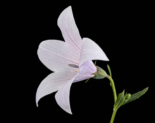 Flor Rosa Platycodon Grandiflorus Flores Sino Isolada Sobre Fundo Preto — Fotografia de Stock