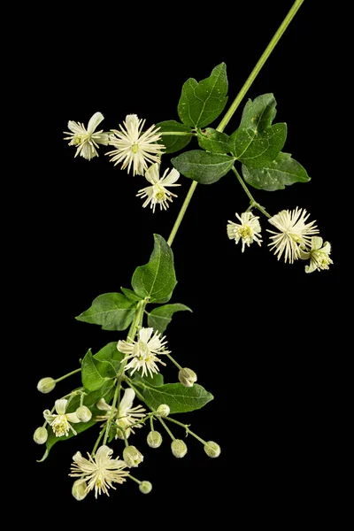 Clematis Çiçekleri Yaprakları Clematis Vitalba Siyah Arkaplanda Izole Edilmiş — Stok fotoğraf
