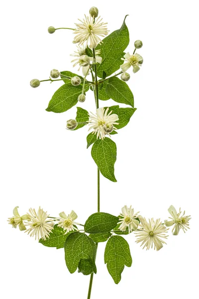 Flowers Leafs Clematis Lat Clematis Vitalba Isolated White Background — Stock Photo, Image