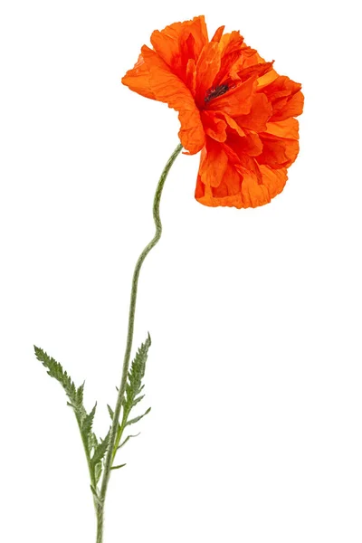 Fiore Rosso Papavero Lat Papaver Isolato Sfondo Bianco — Foto Stock