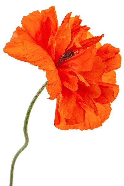 Röd Vallmoblomma Lat Papaver Isolerad Vit Bakgrund — Stockfoto