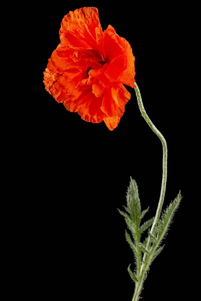 Röd Vallmoblomma Lat Papaver Isolerad Svart Bakgrund — Stockfoto