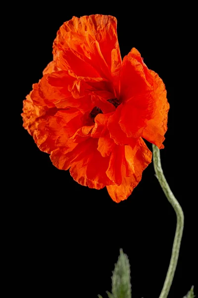Red Flower Poppy Lat Papaver Isolated Black Background — Stock Photo, Image