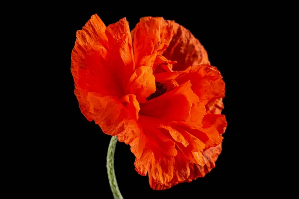 Flor Vermelha Papoula Lat Papaver Isolado Sobre Fundo Preto — Fotografia de Stock