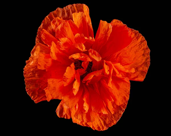 Rote Blume Des Mohns Lat Papaver Isoliert Auf Schwarzem Hintergrund — Stockfoto