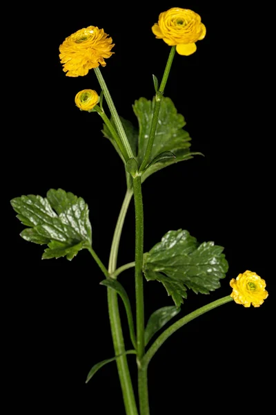 Fiore Ranuncolo Isolato Sfondo Nero — Foto Stock