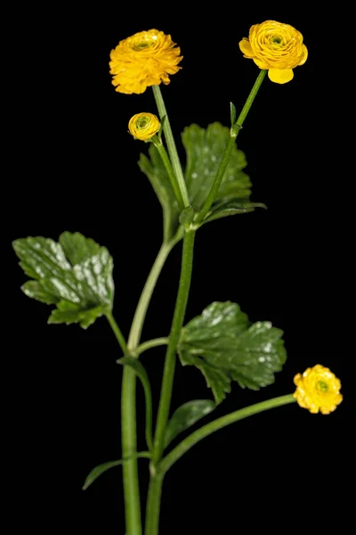 Fiore Ranuncolo Isolato Sfondo Nero — Foto Stock