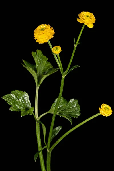 Fleur Buttercup Isolée Sur Fond Noir — Photo