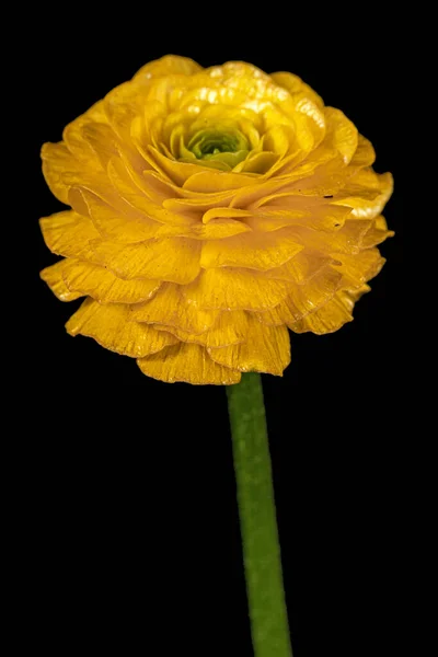 Flor Buttercup Aislada Sobre Fondo Negro —  Fotos de Stock