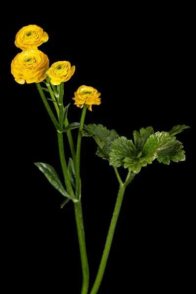 Fiore Ranuncolo Isolato Sfondo Nero — Foto Stock