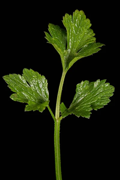 Folha Flor Buttercup Isolada Sobre Fundo Preto — Fotografia de Stock