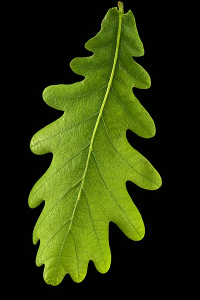 Foglia Giovane Quercia Isolata Fondo Nero — Foto Stock