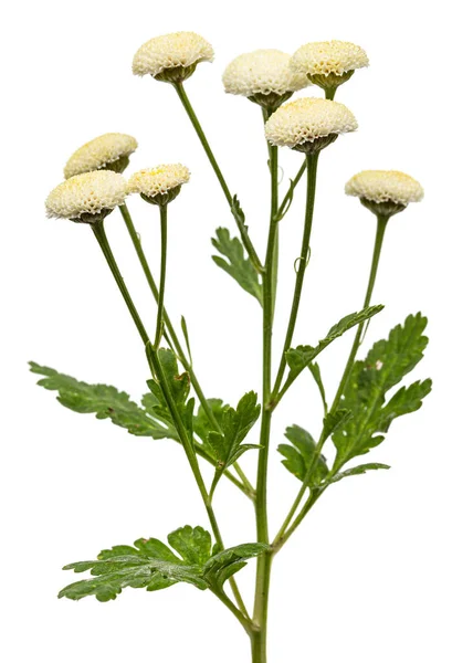Άνθη Κρέμας Από Ofchrysanthemum Απομονωμένα Λευκό Φόντο — Φωτογραφία Αρχείου