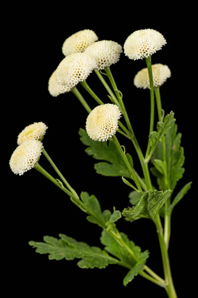 Crema Fiori Crisantemo Isolata Fondo Nero — Foto Stock