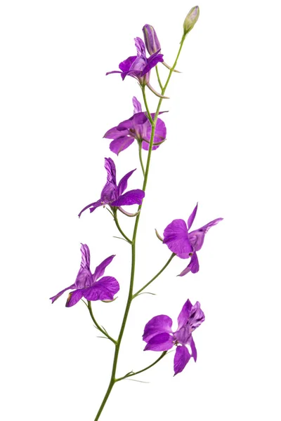 Fleur Violette Delphinium Sauvage Fleur Larkspur Isolée Sur Fond Blanc — Photo