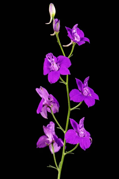 Vahşi Delphinium Mor Çiçeği Larkspur Çiçeği Siyah Arka Planda Izole — Stok fotoğraf