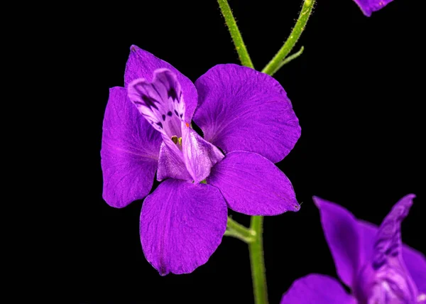 Veilchenblüte Des Wilden Delphiniums Lerchenspornblüte Isoliert Auf Schwarzem Hintergrund — Stockfoto