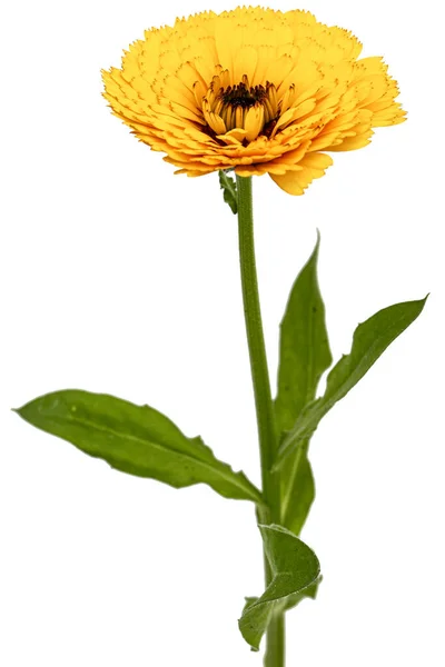 Narancs Virág Napraforgó Elszigetelt Fehér Alapon — Stock Fotó