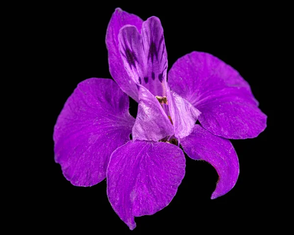 Βιολετί Λουλούδι Από Άγριο Δελφίνιο Λουλούδι Larkspur Απομονωμένο Μαύρο Φόντο — Φωτογραφία Αρχείου