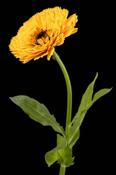 Orangefarbene Blume Der Ringelblume Isoliert Auf Schwarzem Hintergrund — Stockfoto